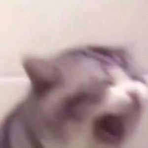 Meet your Posher, Zīsha_